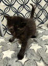 Ember- Not at the shelter (Faith) available 2/28