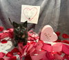 Ember- Not at the shelter (Faith) available 2/28