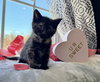 Ember- Not at the shelter (Faith) available 2/28