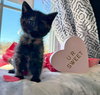 Ember- Not at the shelter (Faith) available 2/28