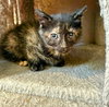 Ember- Not at the shelter (Faith) available 2/28