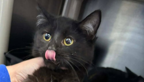 FREEZE - AT SHELTER - Domestic Short Hair available for adoption