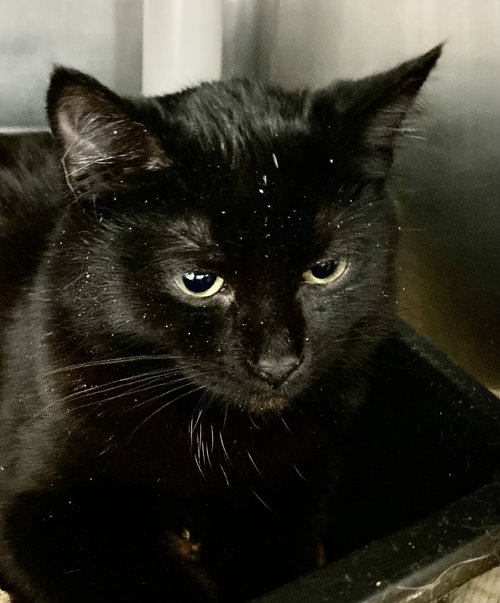 FREEZE: AT SHELTER - Domestic Short Hair available for adoption