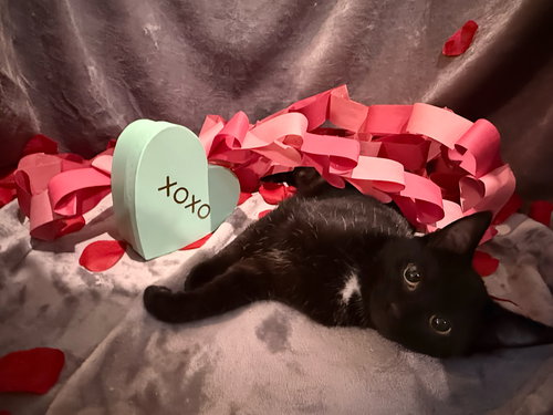 FREEZE: NOT AT SHELTER (FAITH) - Domestic Short Hair available for adoption