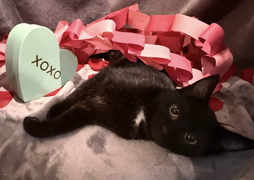 FREEZE: NOT AT SHELTER (FAITH) - Domestic Short Hair available for adoption