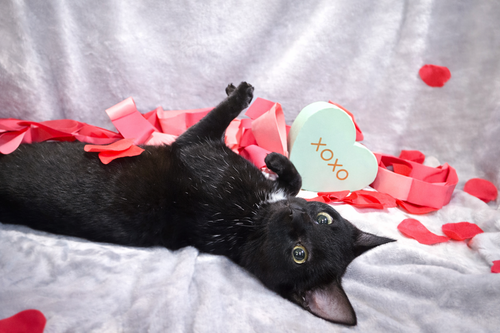 FREEZE: NOT AT SHELTER (FAITH) - Domestic Short Hair available for adoption