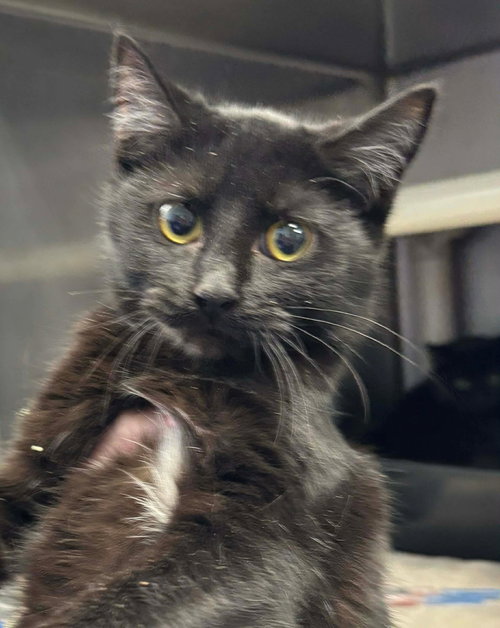 BLIZZARD - AT SHELTER - Domestic Short Hair available for adoption