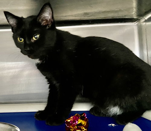 SQUALL: AT SHELTER - Domestic Short Hair available for adoption