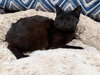 Squall: Not at Shelter (Faith)