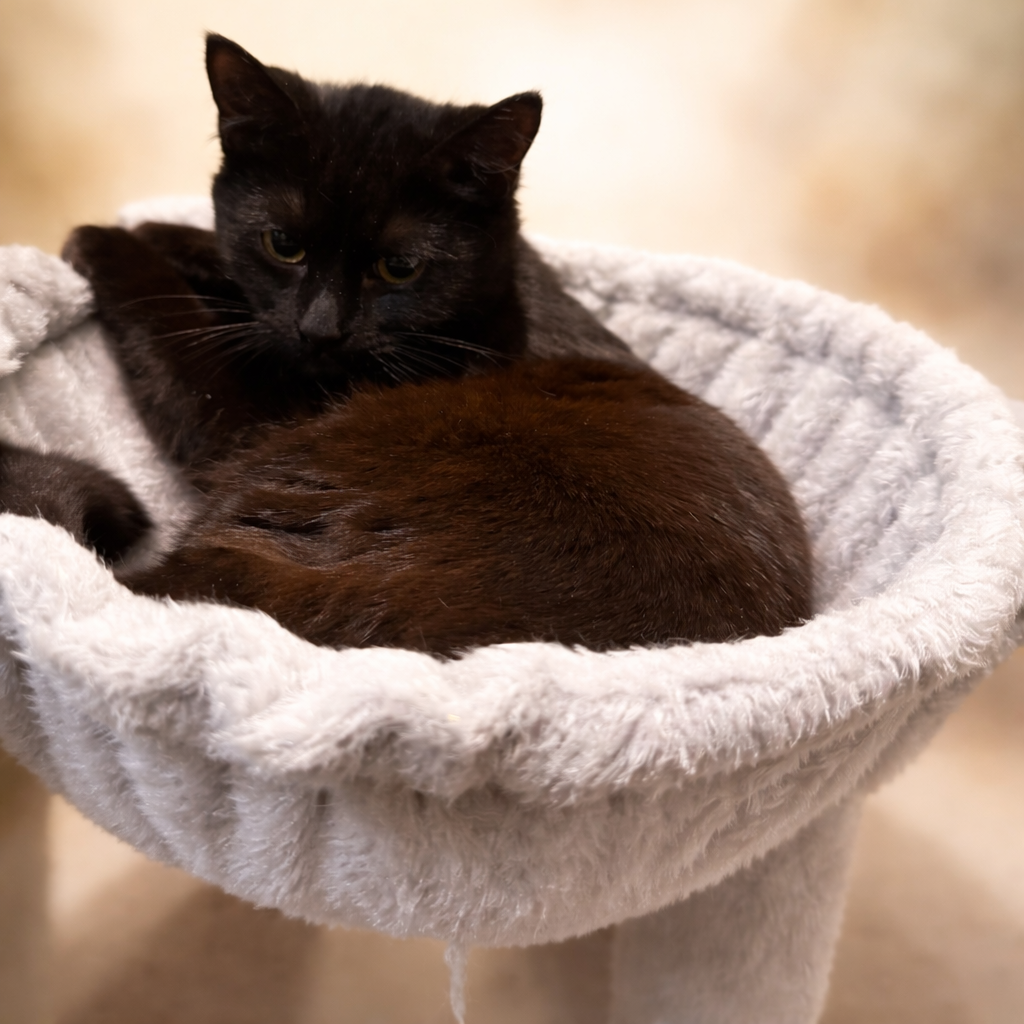 Squall: Visit at Lynchburg Petsmart Image