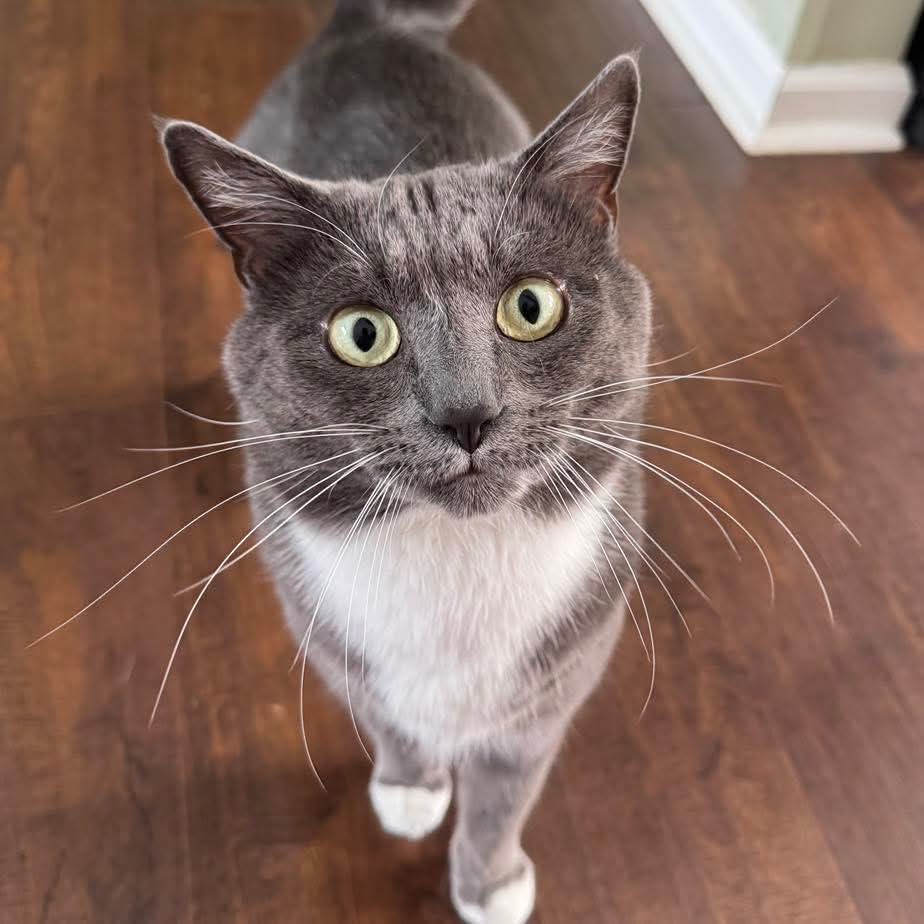 Hank - Not at the Shelter Image