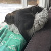 Hank - Not at the Shelter