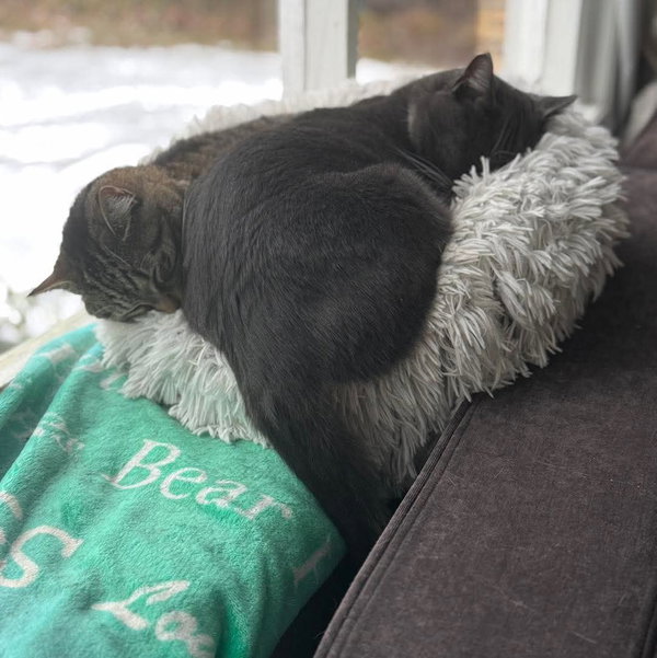 Hank: Not at the Shelter