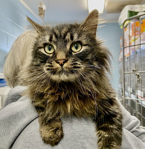 Lady Aberlin: At shelter