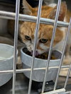 Cher: At shelter