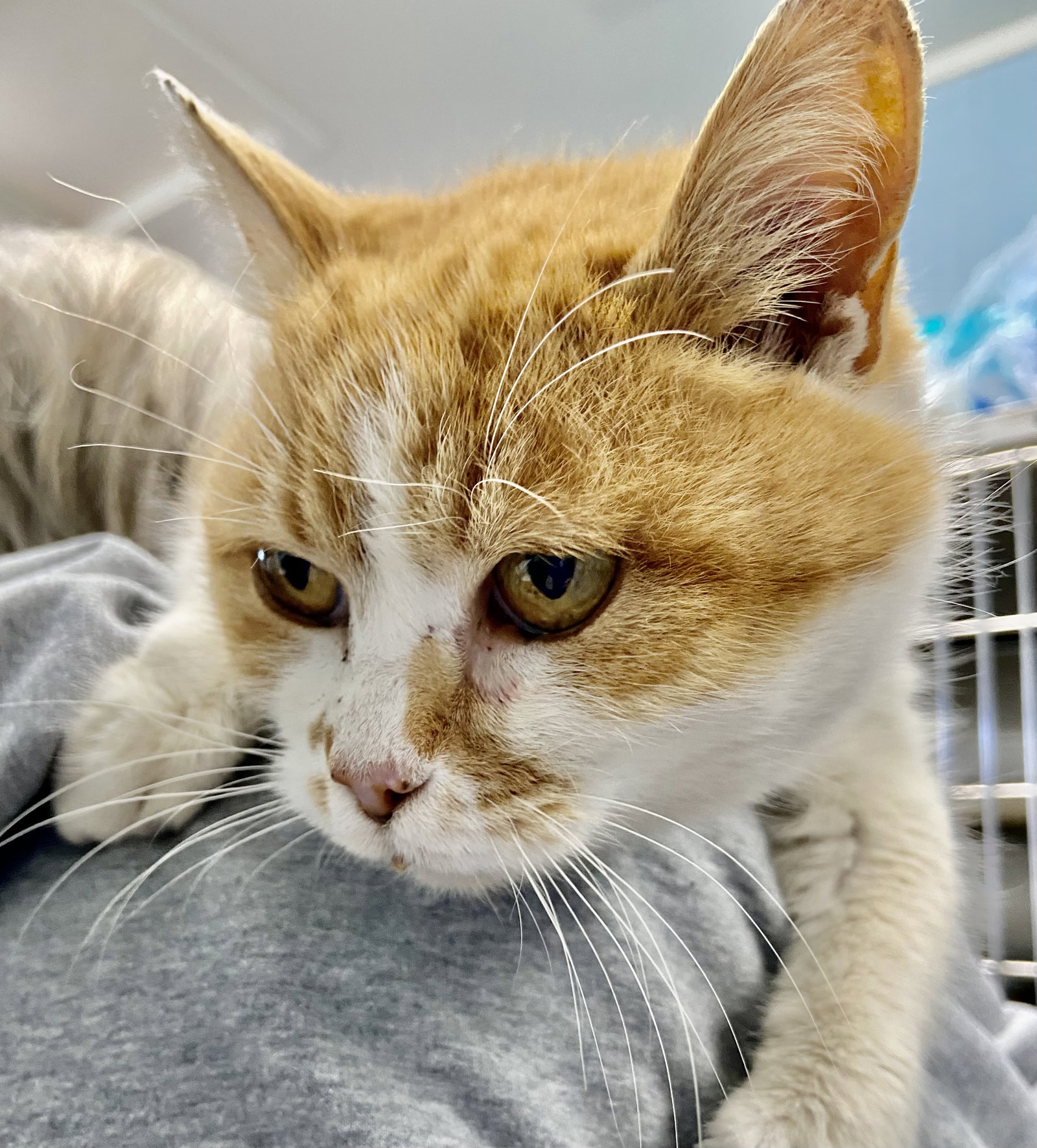 Cher: At shelter Image