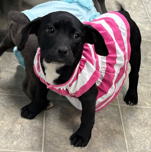Girl1 - At shelter