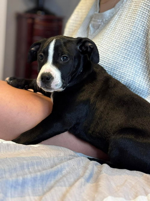 Boothe: Not at shelter (Stacey)