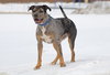Duke: At shelter