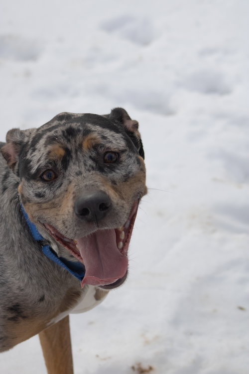Duke: At shelter