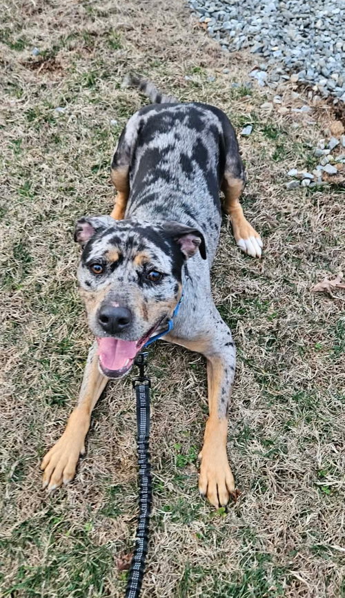Duke: At shelter