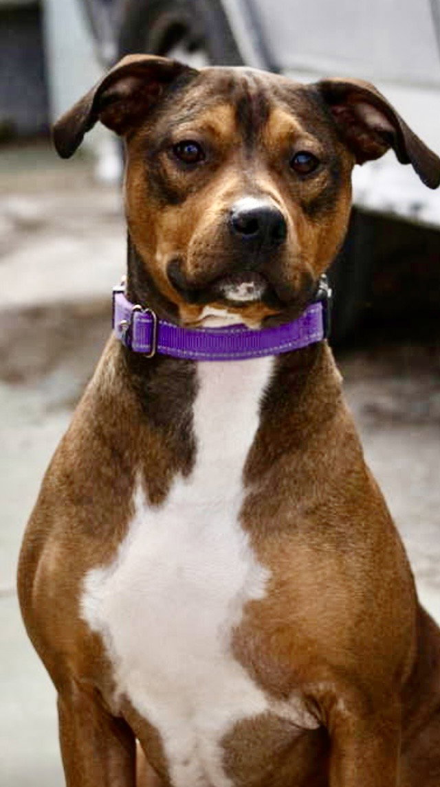 Prince: At Shelter