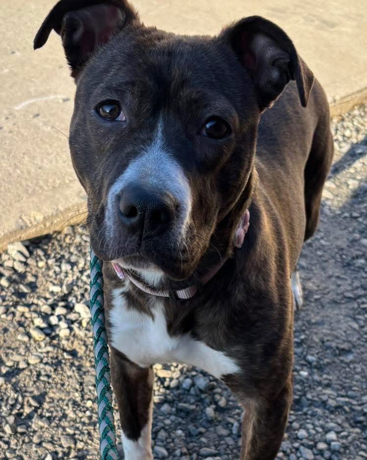 Pit Bull
