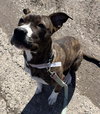 Nova: At shelter