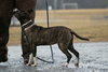 Nova: At shelter