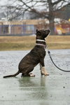Nova: At shelter