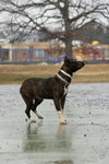 Nova: At shelter