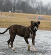 Nova: At shelter
