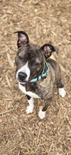 Nova: At shelter