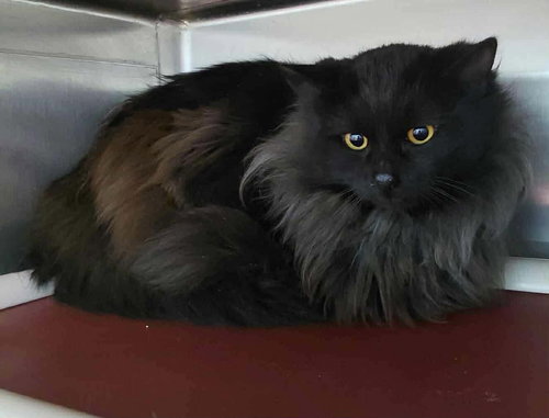 Dante - At shelter
