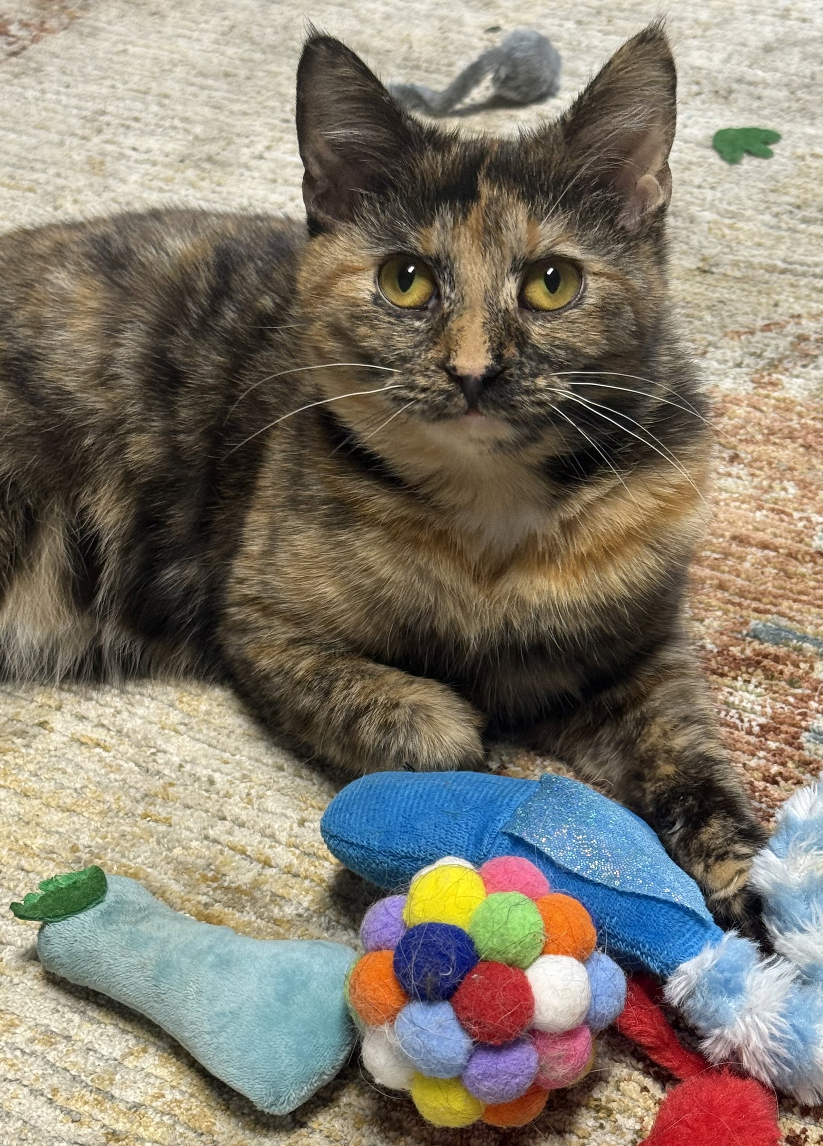 Francesca "Annie:" Not at shelter (Lindsey) Image