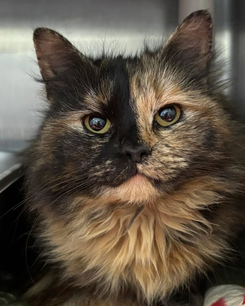 Gianna - At shelter
