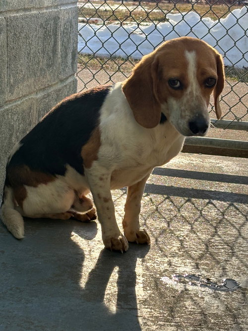 Ross - At shelter available 2/19