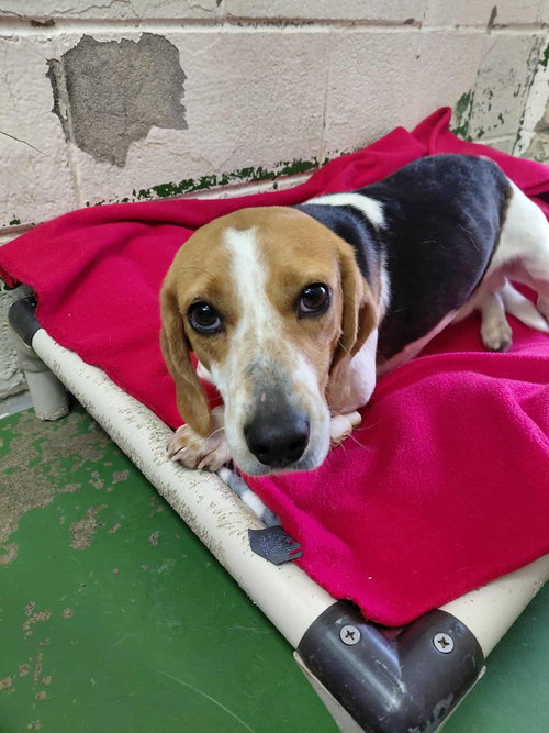 Ross - At shelter available 2/19
