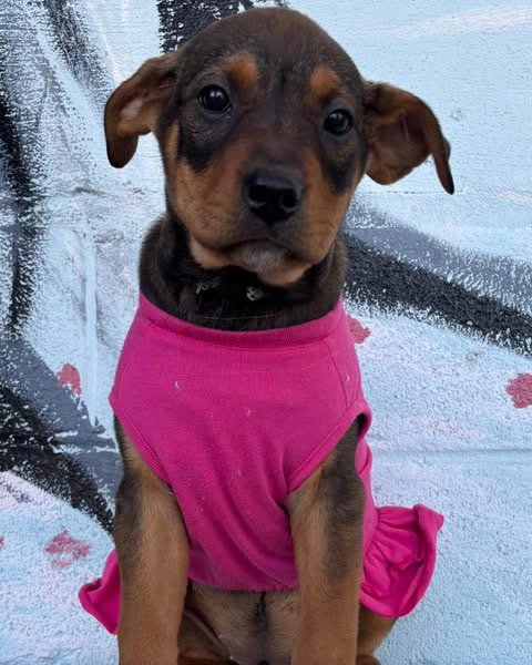 Maple - Not at shelter (Marybeth)