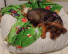 Maple - Not at shelter (Marybeth)