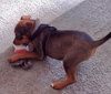 Maple - Not at shelter (Marybeth)