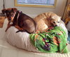 Maple - Not at shelter (Marybeth)