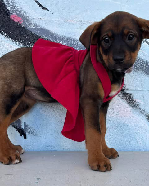 Shelby - Not at shelter (Tiffany)