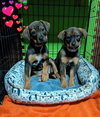 Shelby - Not at shelter (Tiffany)