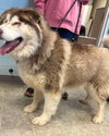 Zeus: Not at shelter (Ashley)