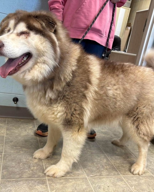 Zeus - At shelter