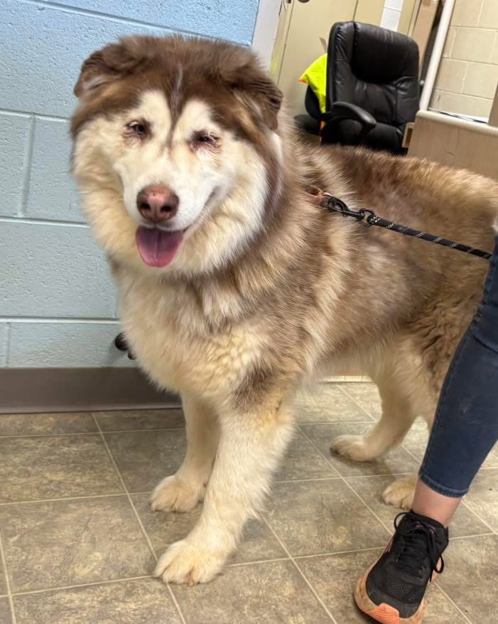 Alaskan Malamute