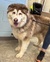 Zeus - At shelter