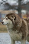 Zeus: Not at shelter (Ashley)