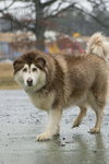Zeus: Not at shelter (Ashley)